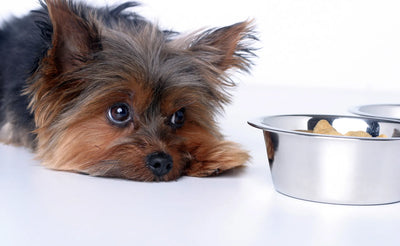 Gut-Wrenching Woes: How to Ease Your Dog's Constipation