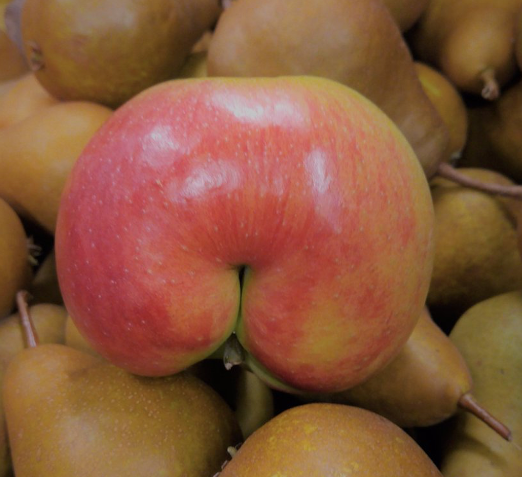 How Shameless Pets turns surplus apples into healthy dog treats