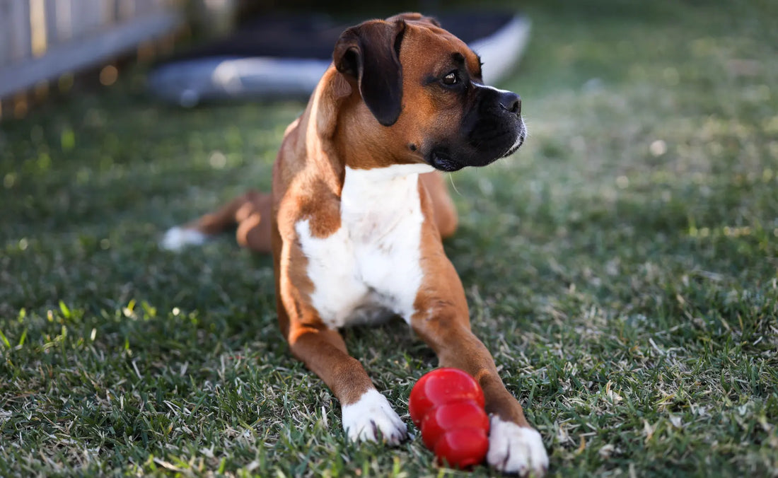 Dog with a ball. A list of DIY dog enrichment activities 