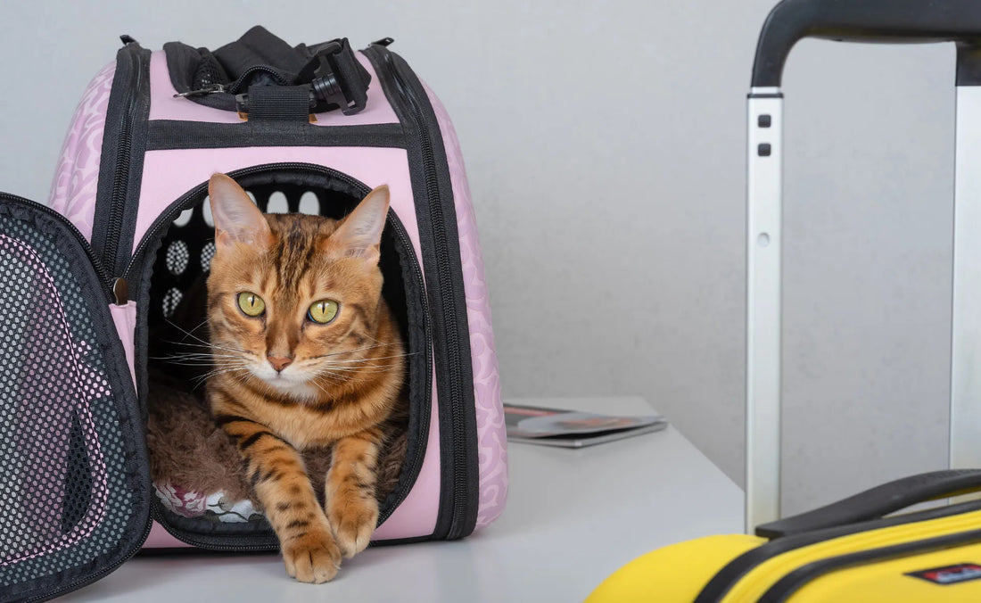 Tips on how to travel with a cat on a plane, train, car or boat. 
