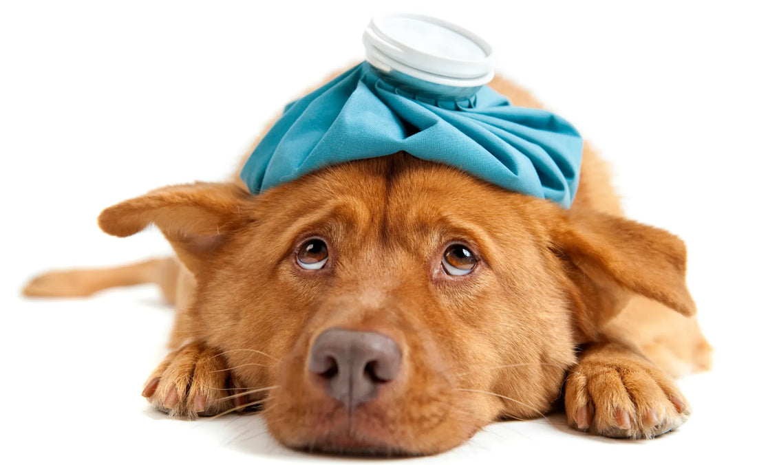 How to tell if your dog is sick. Learn how to spot the signs 