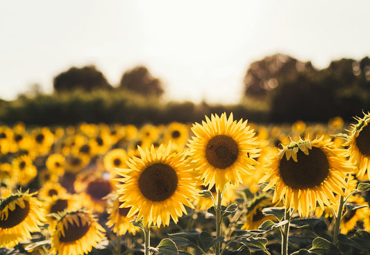 The Midwest Family Behind Your Dog’s Sunflower Treats