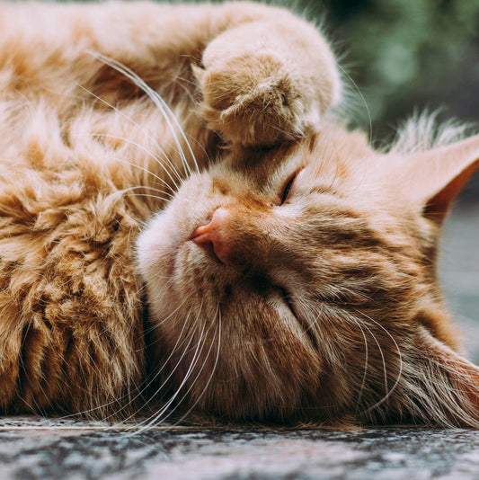 Why Cats Love Laying in the Sun