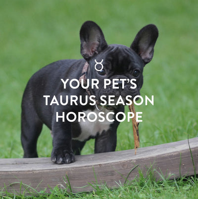 Your Pet's Taurus Horoscope