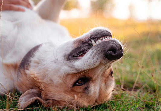 The Shocking Truth About Your Dog's Teeth (That Your Vet Wishes You Knew)