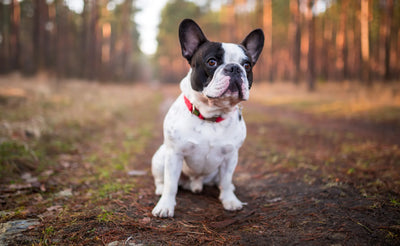 Exploring Dog Diets: What Is The Best Food For French Bulldogs?