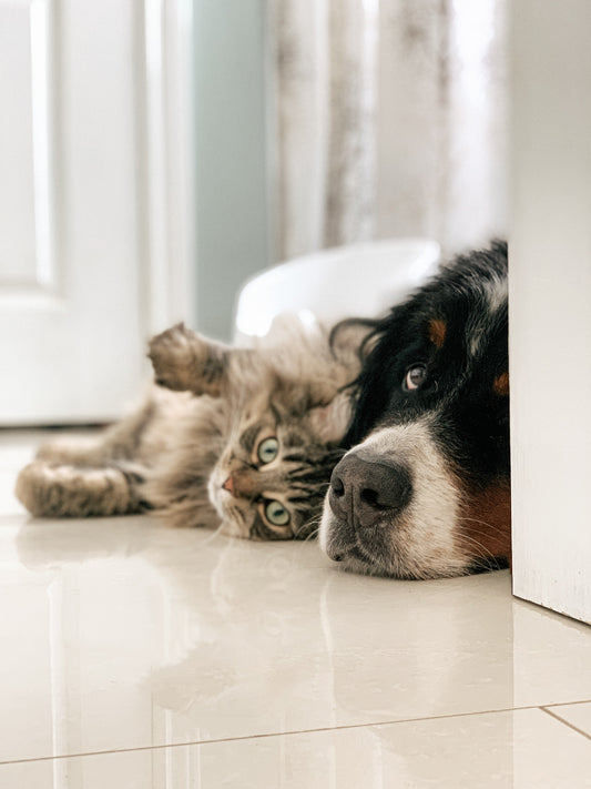 Pandemic Pups to Climate Warriors
