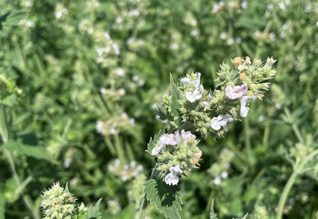 Farm to Treats: Trout Lake Farm