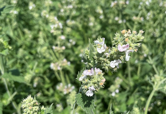 Farm to Treats: Trout Lake Farm