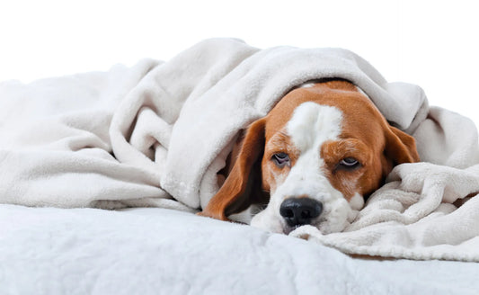Dog with signs and symptoms of upset stomach in need of remedy