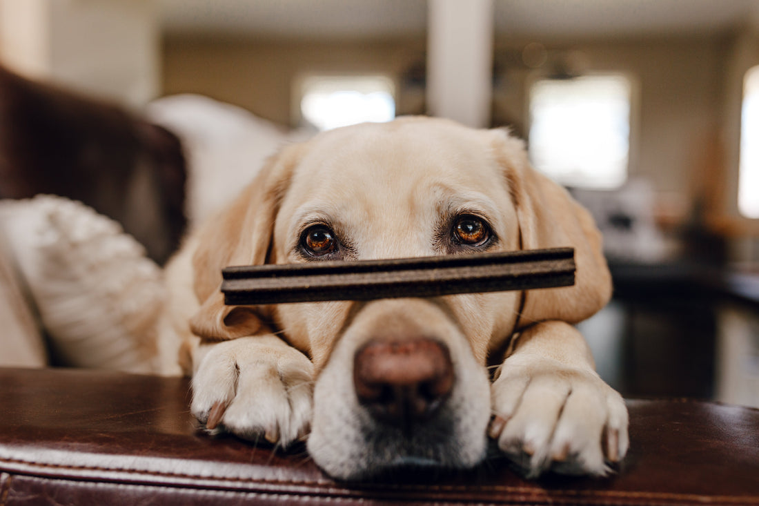 Dog balancing an upcycled Shameless Pets Gluten free dental stick on nose
