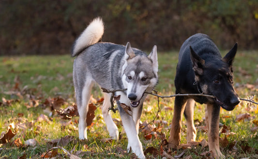 Differences between Huskies and German Shepherd. Personality. Looks. Size