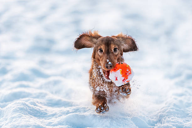 Puppy running through snow - Winter Pet Care Tips