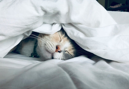 Why Do Cats Love Catnip? The Science + Surprising Health Benefits