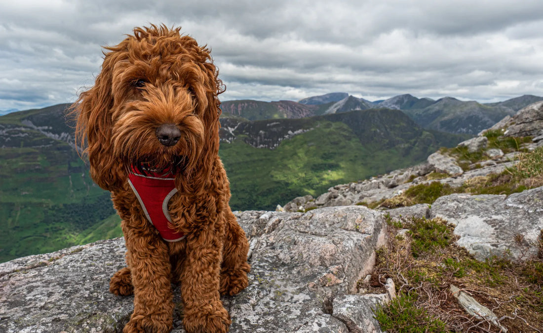 dog pondering labradoodle vs goldendoodle debate on mountaintop