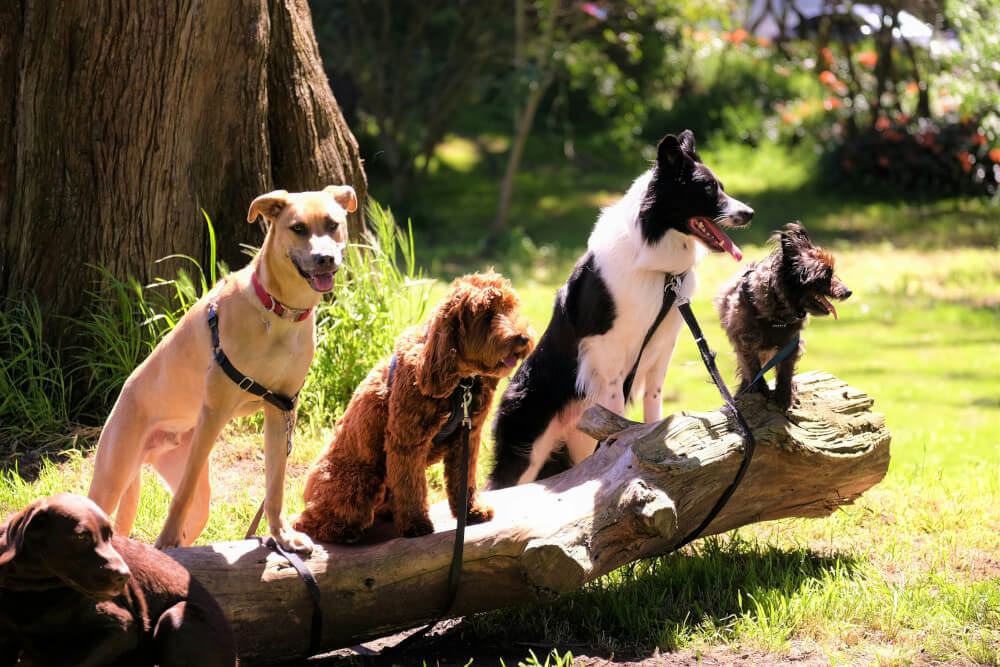male and female dogs hanging out on a log