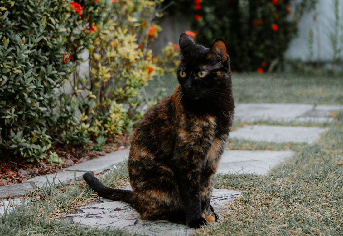 The Great Outdoors — Why Your Cat Should Explore It (Safely)