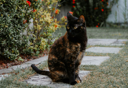 The Great Outdoors — Why Your Cat Should Explore It (Safely)
