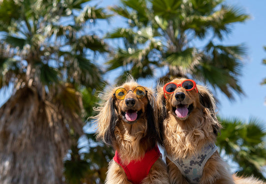 Beat the Heat: DIY Pupsicles for Your Dog