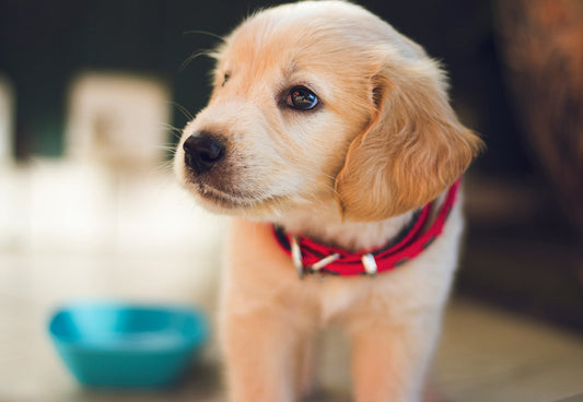 Best Dog Treats for Training Puppies (That Are Actually Healthy)