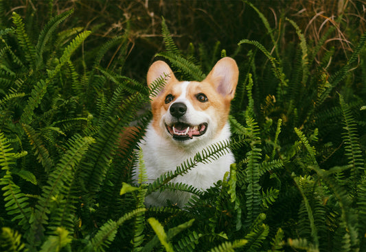 Signs Your Pet May Need Dental Work—and What Pet Dental Care Could Cost