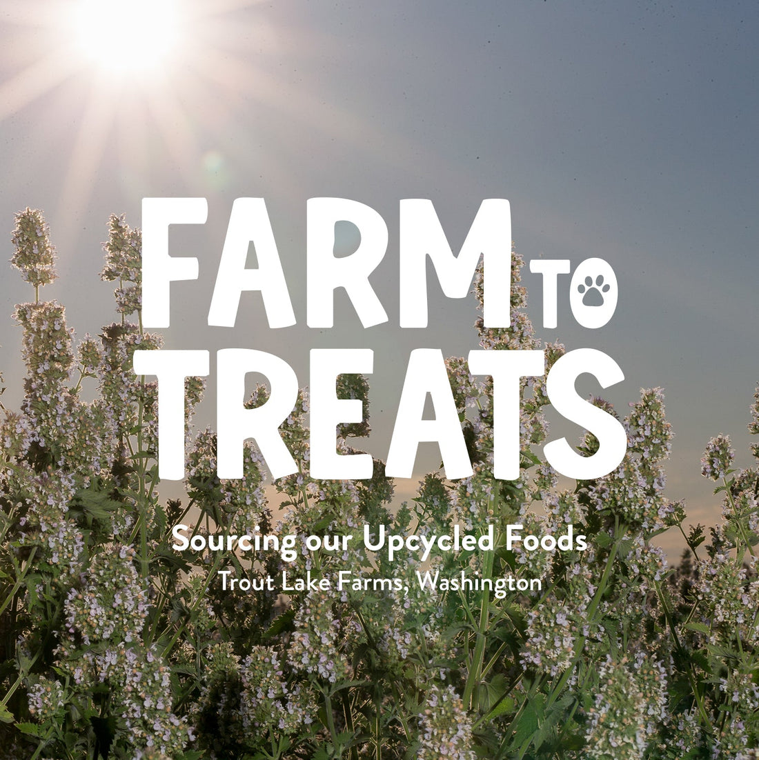Farm to Treats: Trout Lake Farms