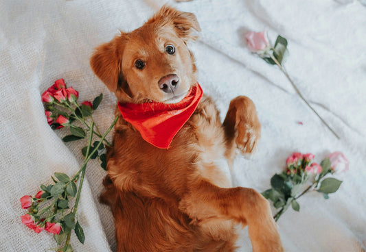 Doggy Dental Health: Why Fresh Kisses Matter This Valentine’s Day