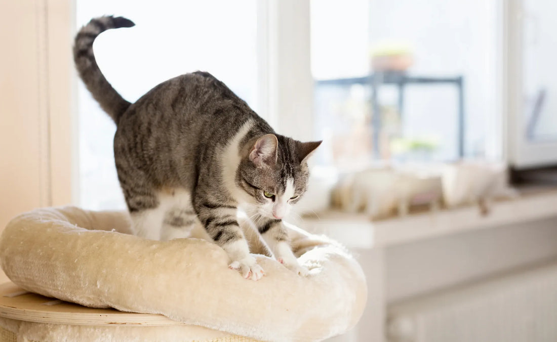 a kitten kneading a cat bed
