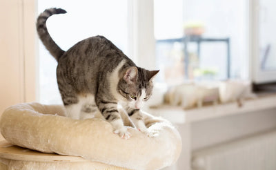 Exploring Curious Cat Behavior: Why Do Cats Knead?
