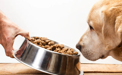 Pet Parent FAQ: Why Is My Dog Drinking Water But Not Eating?
